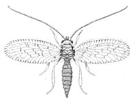 Robert McLachlan (entomologist)